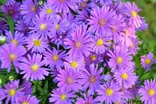 Herbstastern_26581.webp