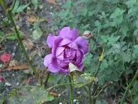 Bild 577.webp