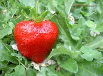 Sommer 2008 015v.webp