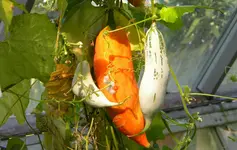 DSCN3520BG.webp