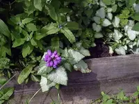 Querbeet18.webp