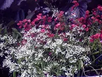 Querbeet41.webp