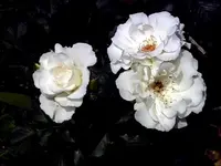 Querbeet51.webp