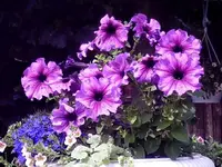 Querbeet54.webp
