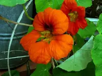 K800_P1020889.webp