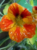 K800_P1030188.webp