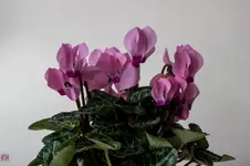 4155.webp