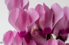 4161.webp