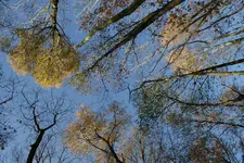 DSC00936_Herbst.webp