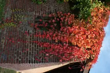 DSC03983.webp