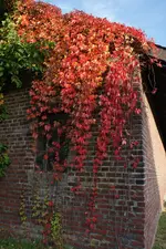Herbst_2_DSC03983.webp