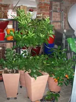 IMGP0096.webp