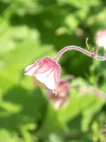 geum rivale.webp