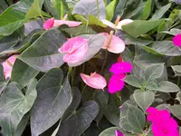 194.webp