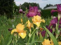 100_0029.webp