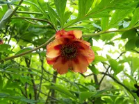 paeonia lutea Marchioness.webp