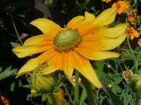 P1110087.webp