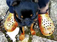Orange_00007.webp