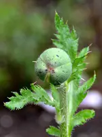 Grün_00004.webp