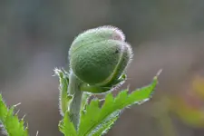 Grün_00003.webp