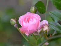 Rosa_00003.webp
