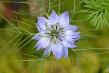 Blau_36569.webp