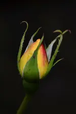 im Dunkeln_36614.webp