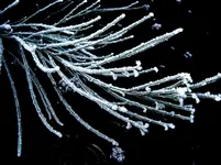 Winter 2009 467 a v.webp