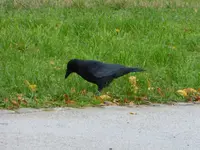 P1230740.webp