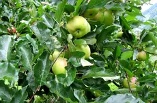 Apfelernte (52)v.webp