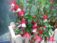 CIMG3646.webp