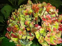 CIMG3635.webp