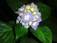 CIMG3634.webp