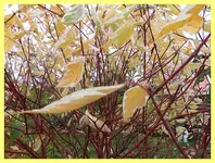 026.webp
