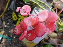 P1230786.webp