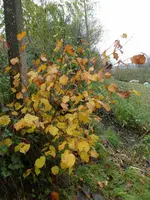 P1230778.webp