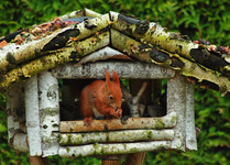 Fridolin im Vogelhaus3_700.webp