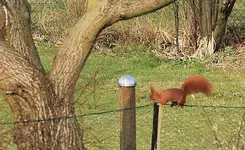 Fridolin2_smaller.webp