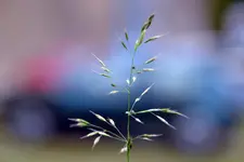 Blau_00004.webp