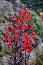 Rot_00001.webp