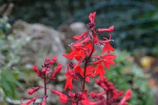 Rot_00002.webp