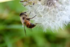 Orange_00005.webp