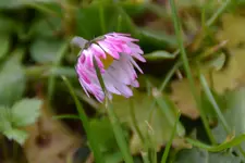 Rosa_00006.webp