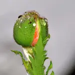 Grün_00003.webp
