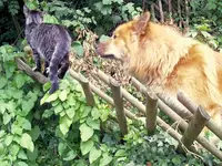 2003-06Katze.webp
