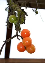 DSC_1202_2014-11-21_Tomaten.webp