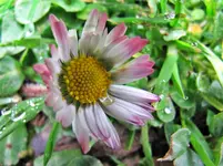 Copy of IMG_4407v.webp