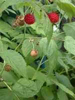 image.webp