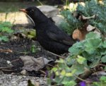 Amsel hat mich entdeckt 21.11..jpg