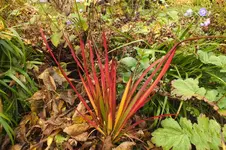 DSCF9187.webp